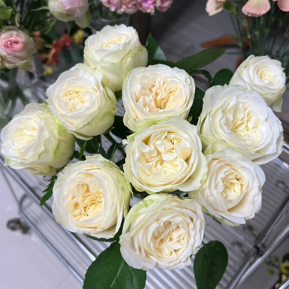 Priscilla | Germany's Florist Shrub Rose | Apricot pink cupped blooms | Soft pastel tones | Own root