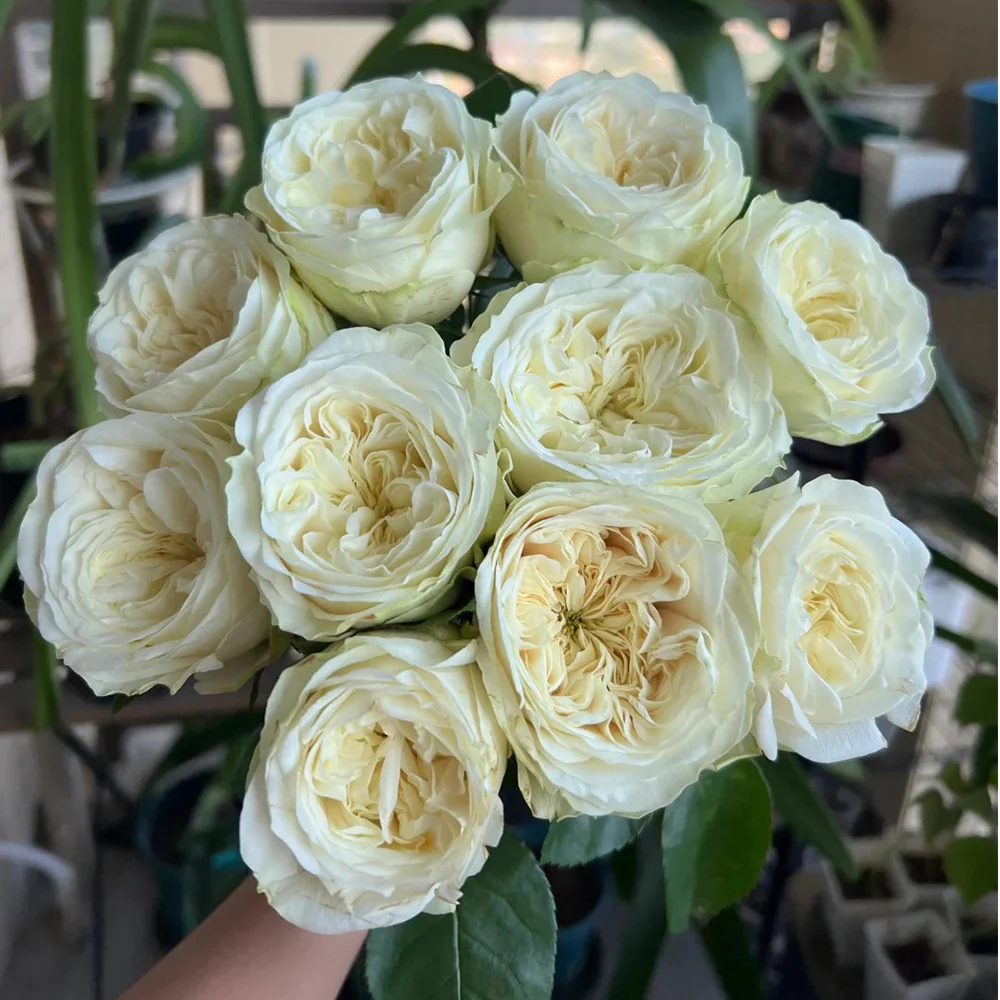Priscilla | Germany's Florist Shrub Rose | Apricot pink cupped blooms | Soft pastel tones | Own root