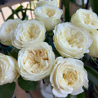Priscilla | Germany's Florist Shrub Rose | Apricot pink cupped blooms | Soft pastel tones | Own root