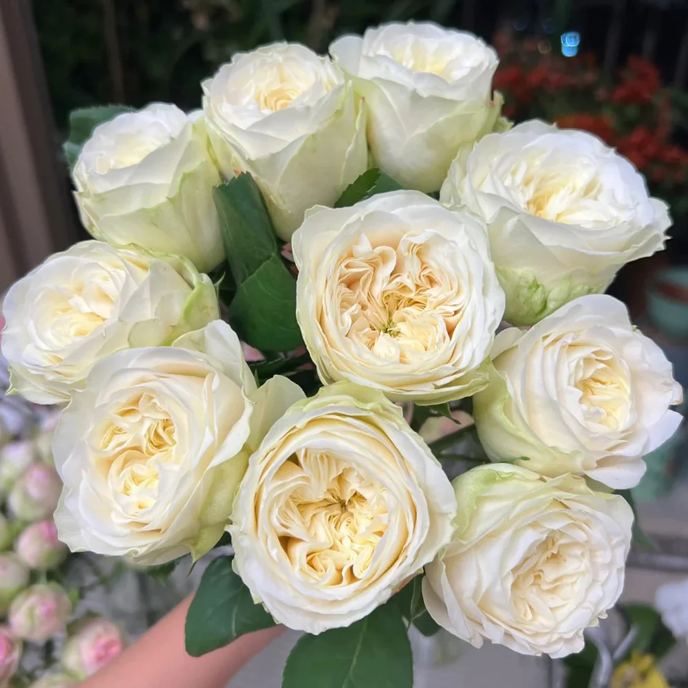Priscilla | Germany's Florist Shrub Rose | Apricot pink cupped blooms | Soft pastel tones | Own root