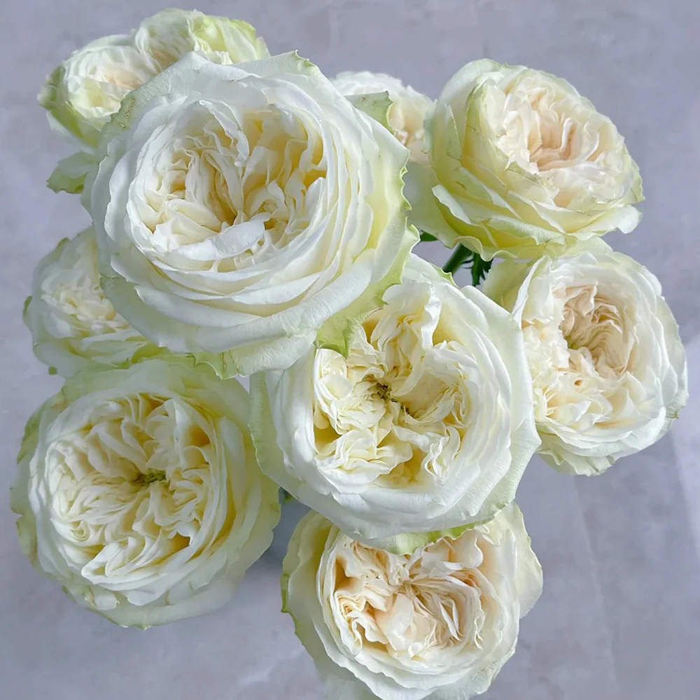 Priscilla | Germany's Florist Shrub Rose | Apricot pink cupped blooms | Soft pastel tones | Own root