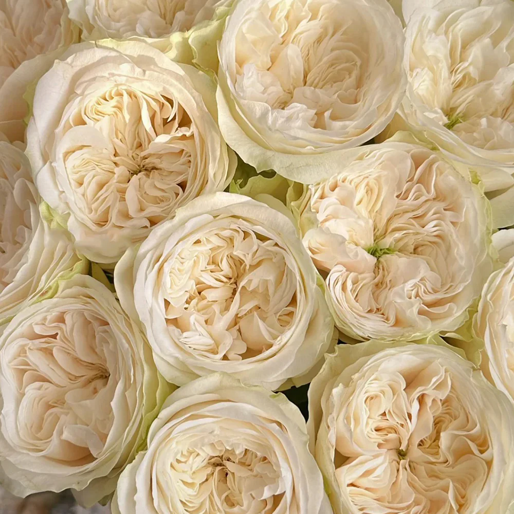 Priscilla | Germany's Florist Shrub Rose | Apricot pink cupped blooms | Soft pastel tones | Own root