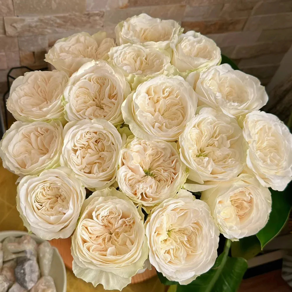 Priscilla | Germany's Florist Shrub Rose | Apricot pink cupped blooms | Soft pastel tones | Own root