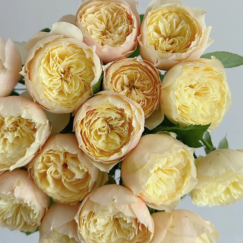Chirp | Que Jiu | Chinese Florist Shrub Rose | Yellow cupped blooms | Honey fragrance | Own root