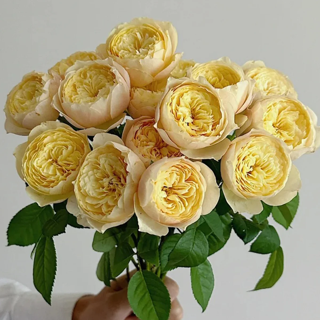 Chirp | Que Jiu | Chinese Florist Shrub Rose | Yellow cupped blooms | Honey fragrance | Own root