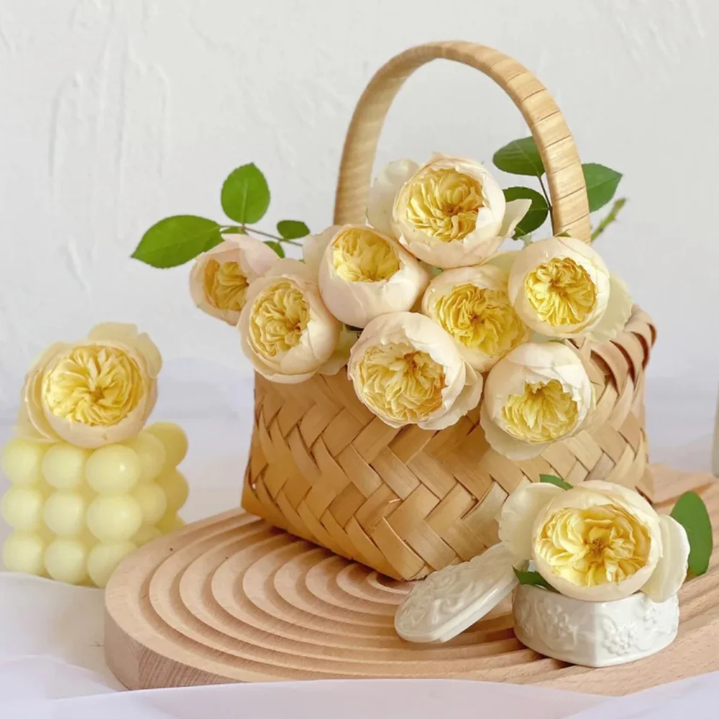 Chirp | Que Jiu | Chinese Florist Shrub Rose | Yellow cupped blooms | Honey fragrance | Own root
