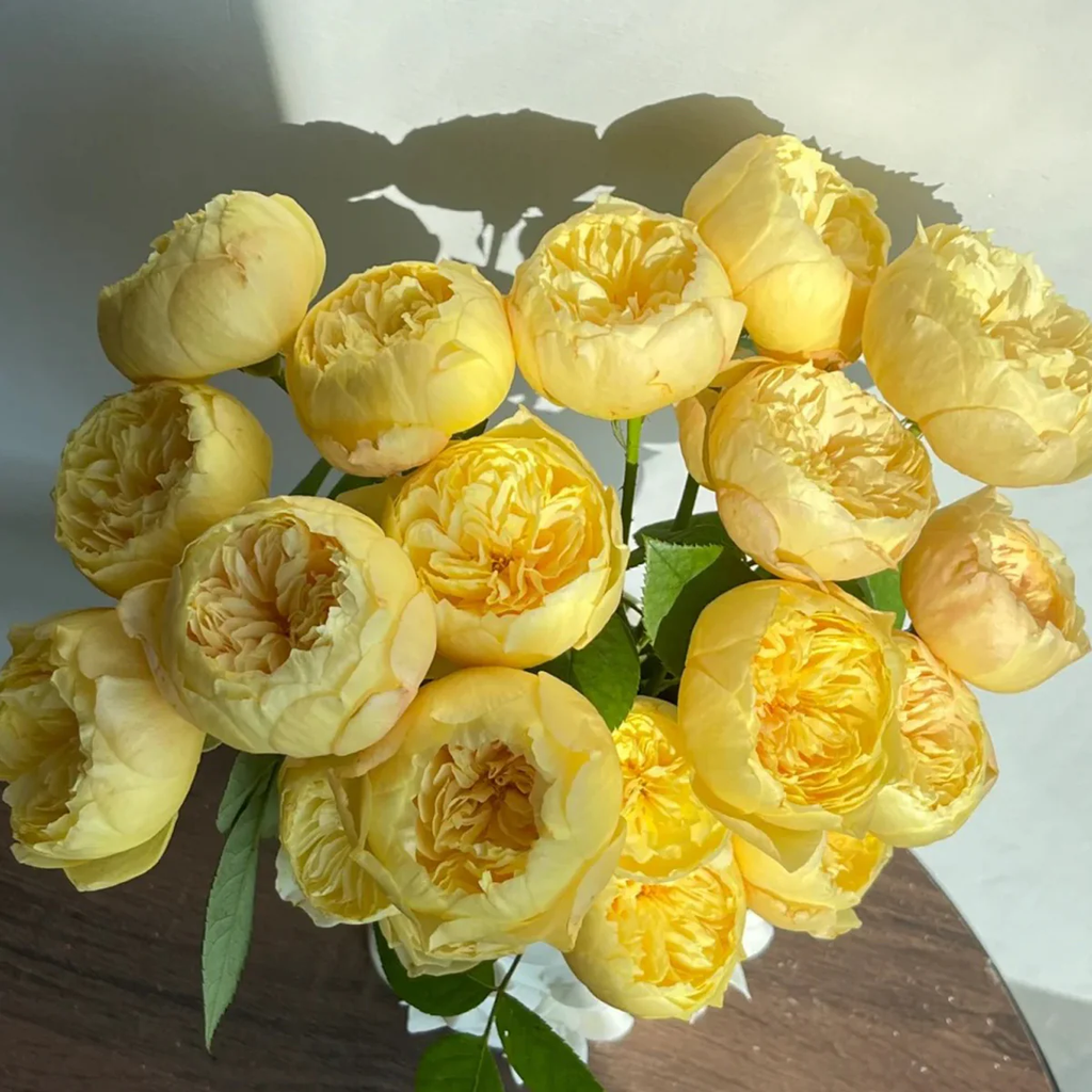 Chirp | Que Jiu | Chinese Florist Shrub Rose | Yellow cupped blooms | Honey fragrance | Own root