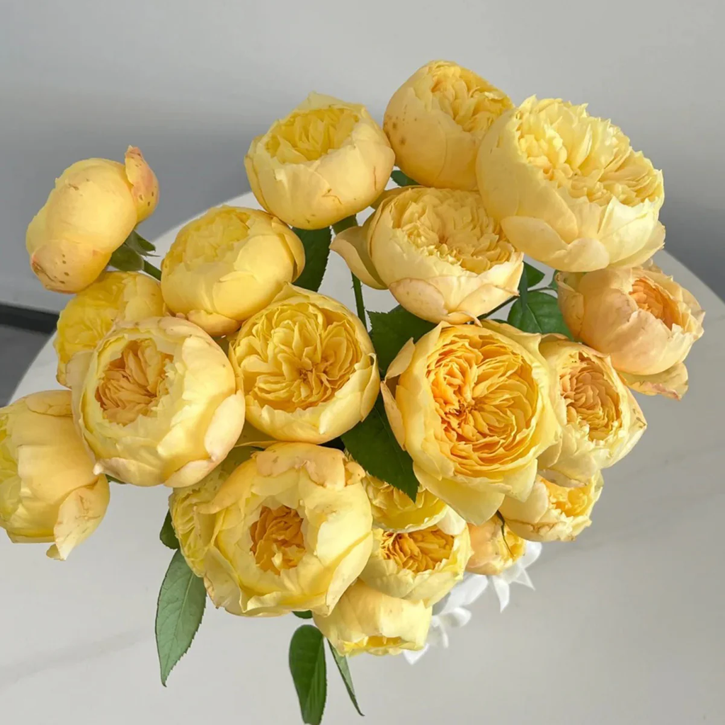Chirp | Que Jiu | Chinese Florist Shrub Rose | Yellow cupped blooms | Honey fragrance | Own root