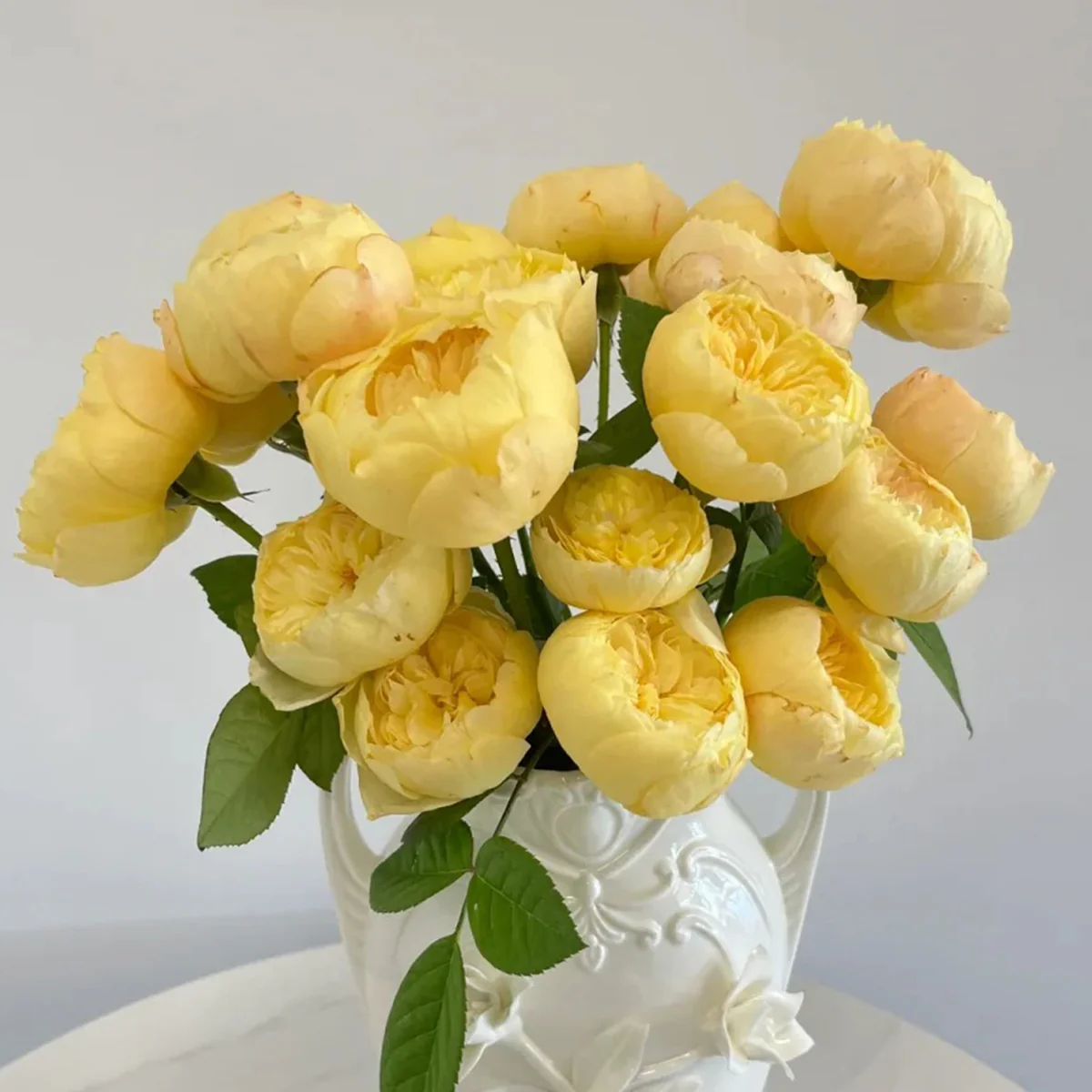 Chirp | Que Jiu | Chinese Florist Shrub Rose | Yellow cupped blooms | Honey fragrance | Own root