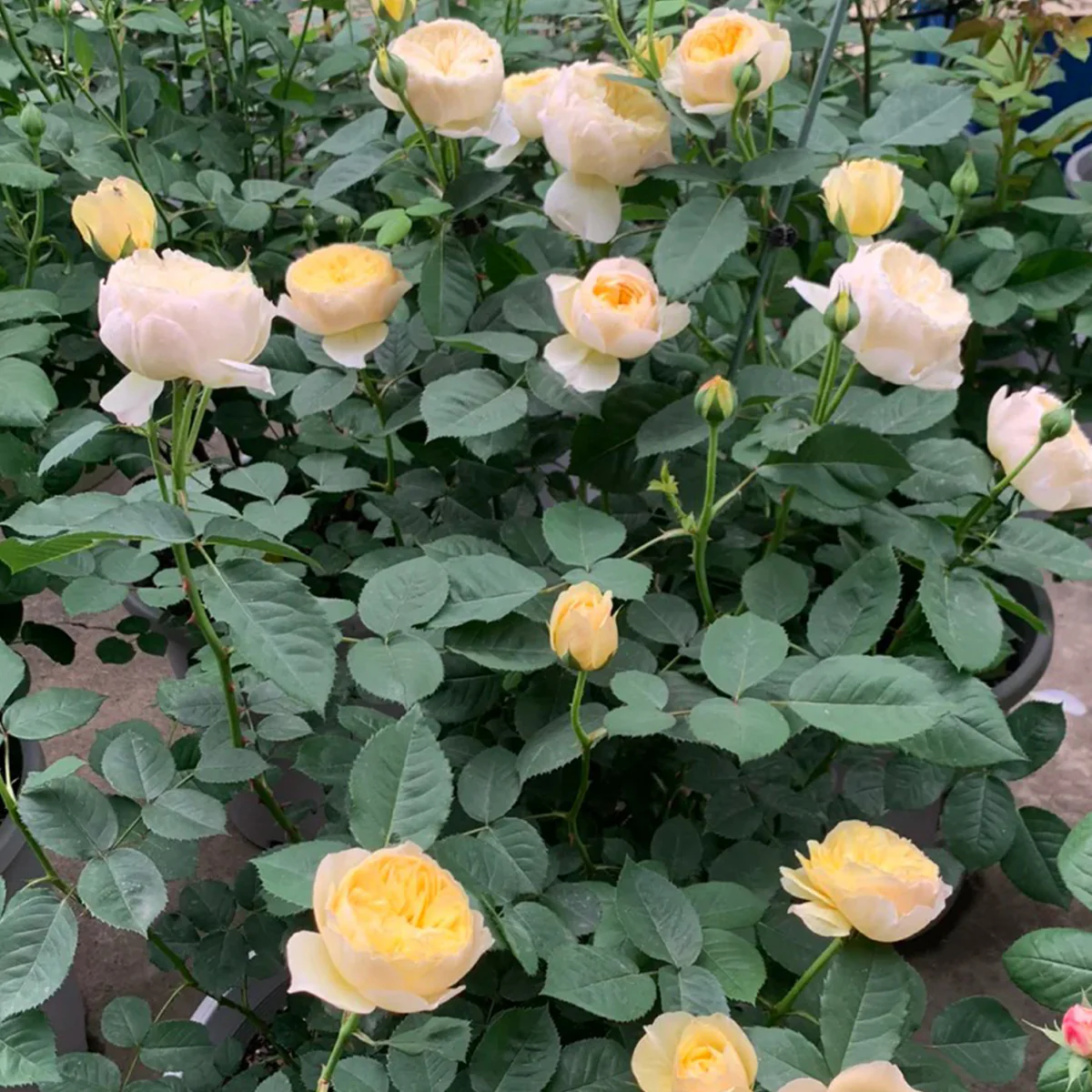 Chirp | Que Jiu | Chinese Florist Shrub Rose | Yellow cupped blooms | Honey fragrance | Own root