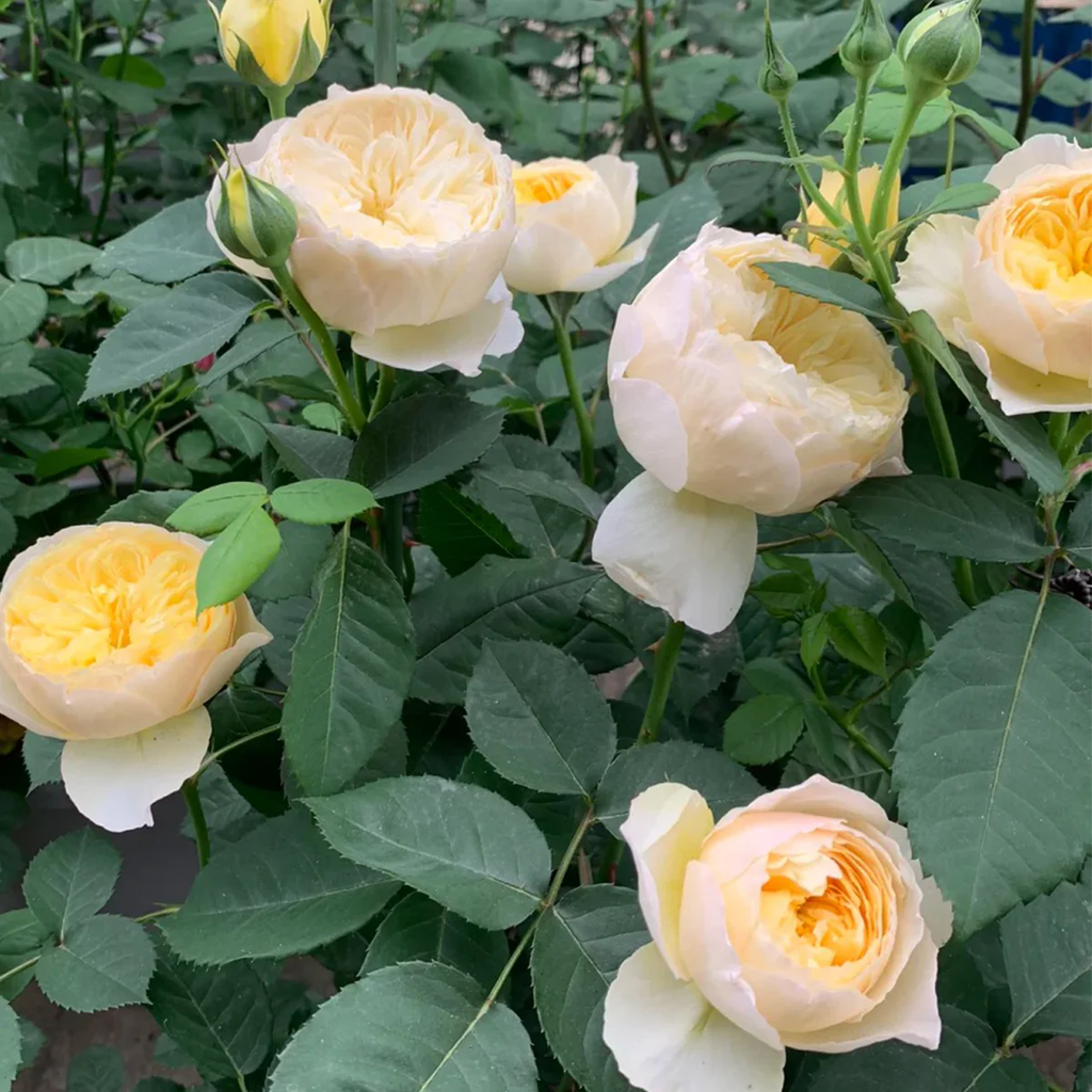 Chirp | Que Jiu | Chinese Florist Shrub Rose | Yellow cupped blooms | Honey fragrance | Own root