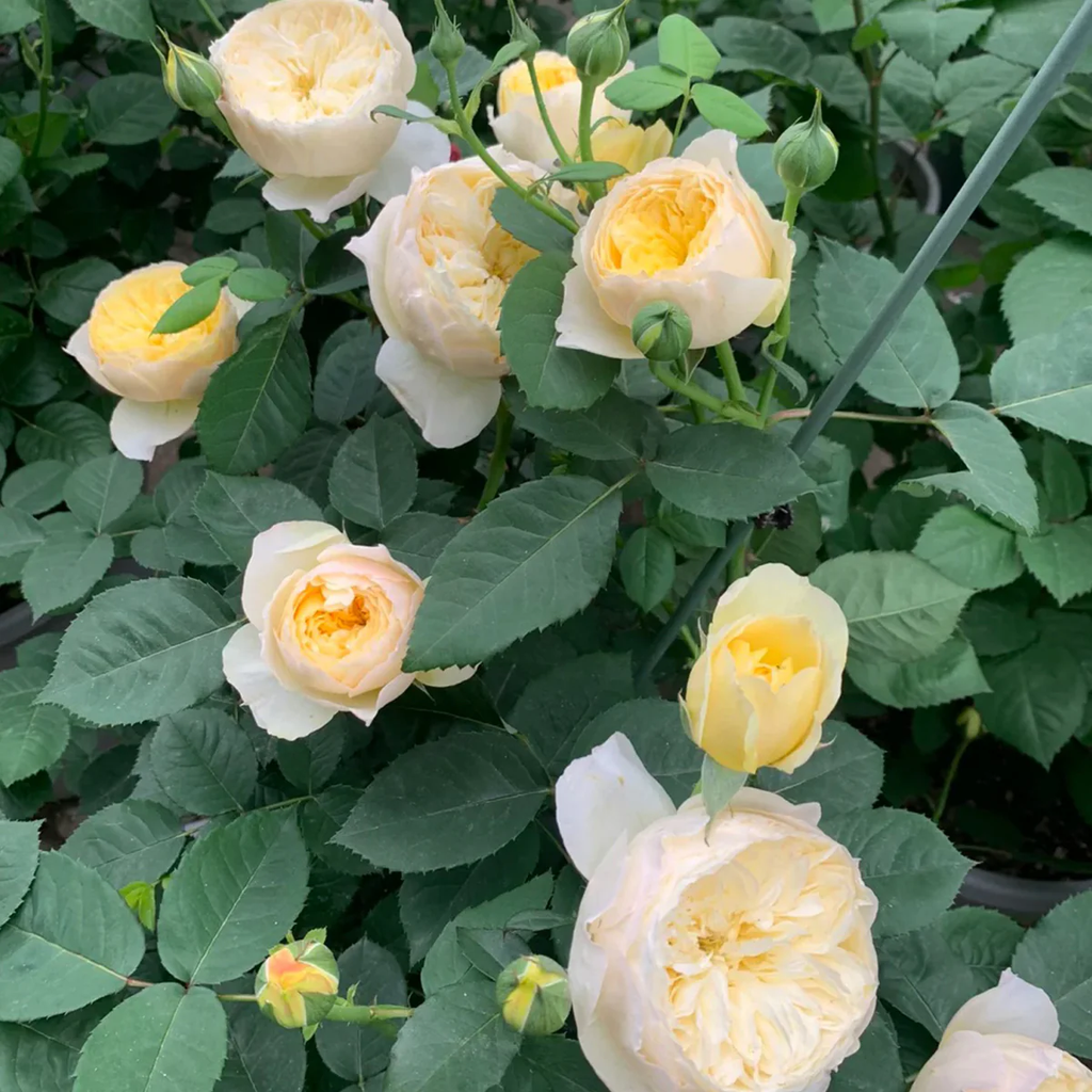 Chirp | Que Jiu | Chinese Florist Shrub Rose | Yellow cupped blooms | Honey fragrance | Own root