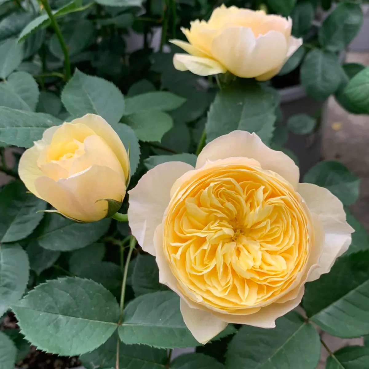Chirp | Que Jiu | Chinese Florist Shrub Rose | Yellow cupped blooms | Honey fragrance | Own root