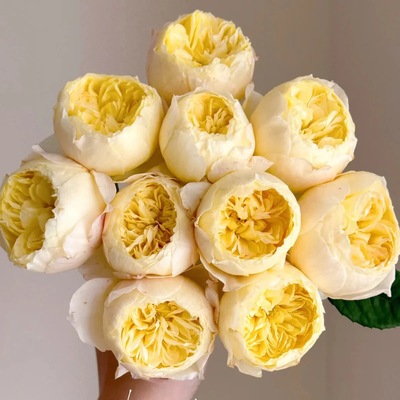 Chirp | Que Jiu | Chinese Florist Shrub Rose | Yellow cupped blooms | Honey fragrance | Own root