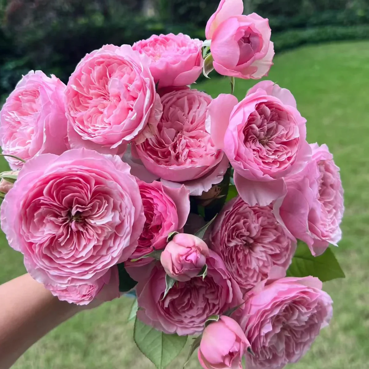 Romeo | Chinese Florist Shrub Rose | Cupped shape | Rare find | Pink version of AUSjameson
