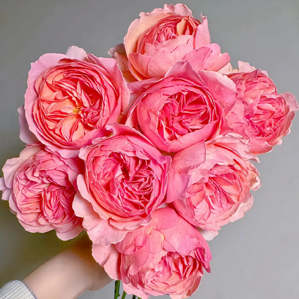 Romeo | Chinese Florist Shrub Rose | Cupped shape | Rare find | Pink version of AUSjameson