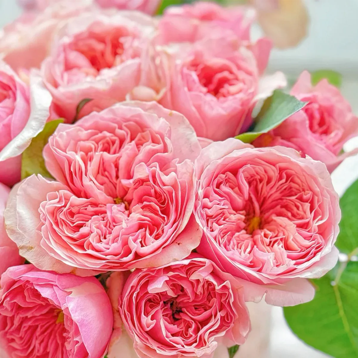 Romeo | Chinese Florist Shrub Rose | Cupped shape | Rare find | Pink version of AUSjameson