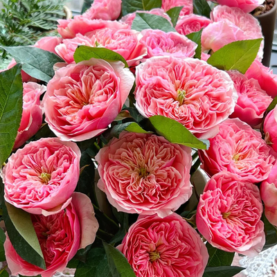 Romeo | Chinese Florist Shrub Rose | Cupped shape | Rare find | Pink version of AUSjameson