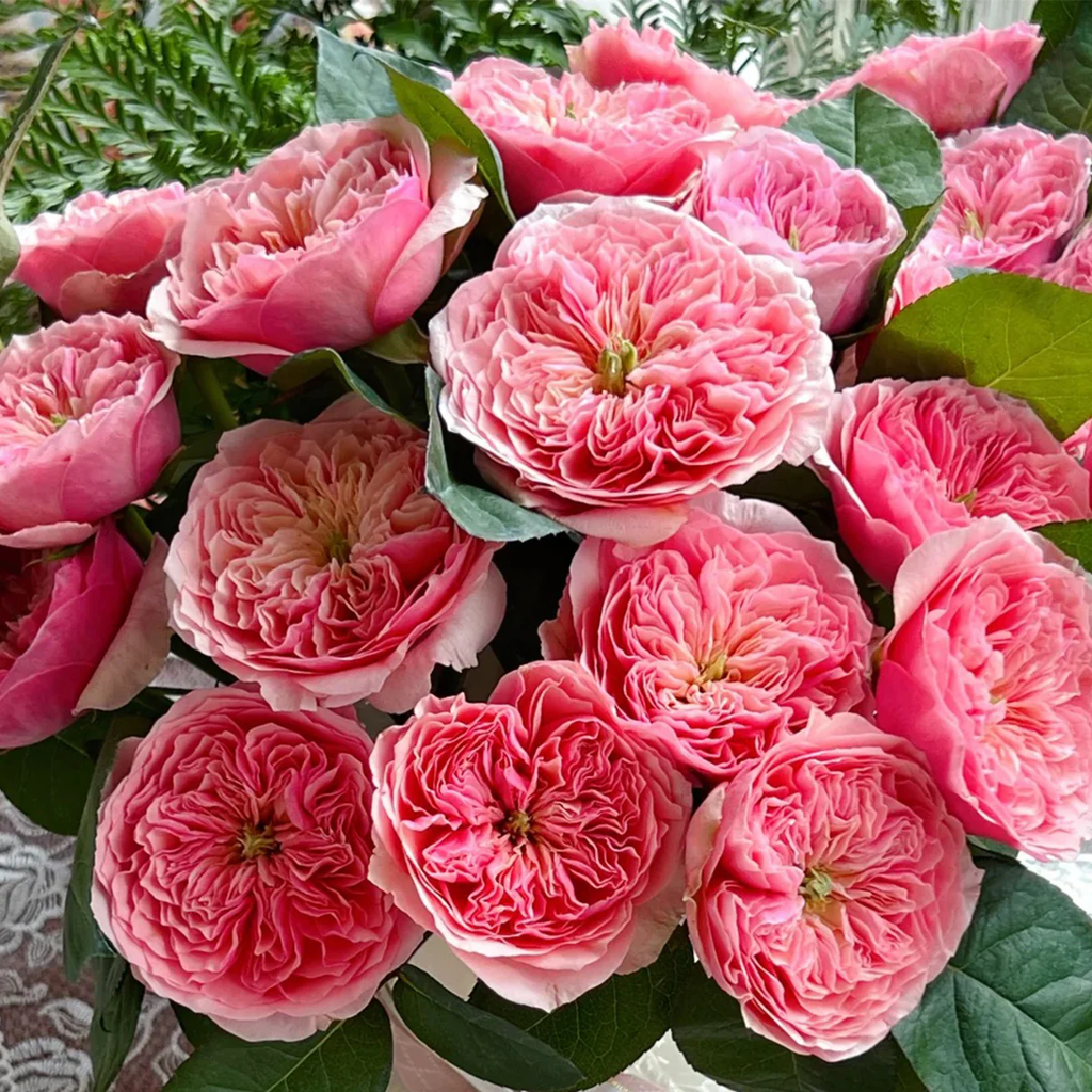 Romeo | Chinese Florist Shrub Rose | Cupped shape | Rare find | Pink version of AUSjameson