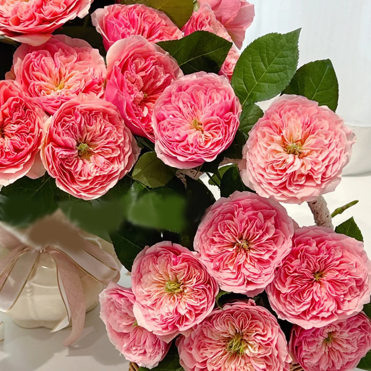 Romeo | Chinese Florist Shrub Rose | Cupped shape | Rare find | Pink version of AUSjameson