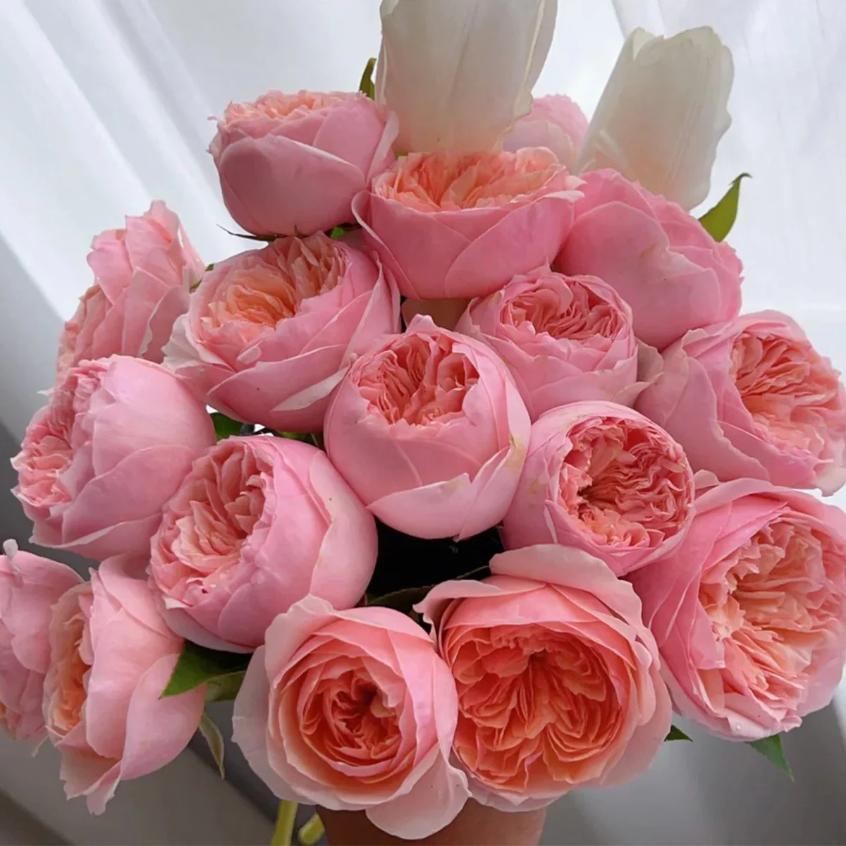 Romeo | Chinese Florist Shrub Rose | Cupped shape | Rare find | Pink version of AUSjameson