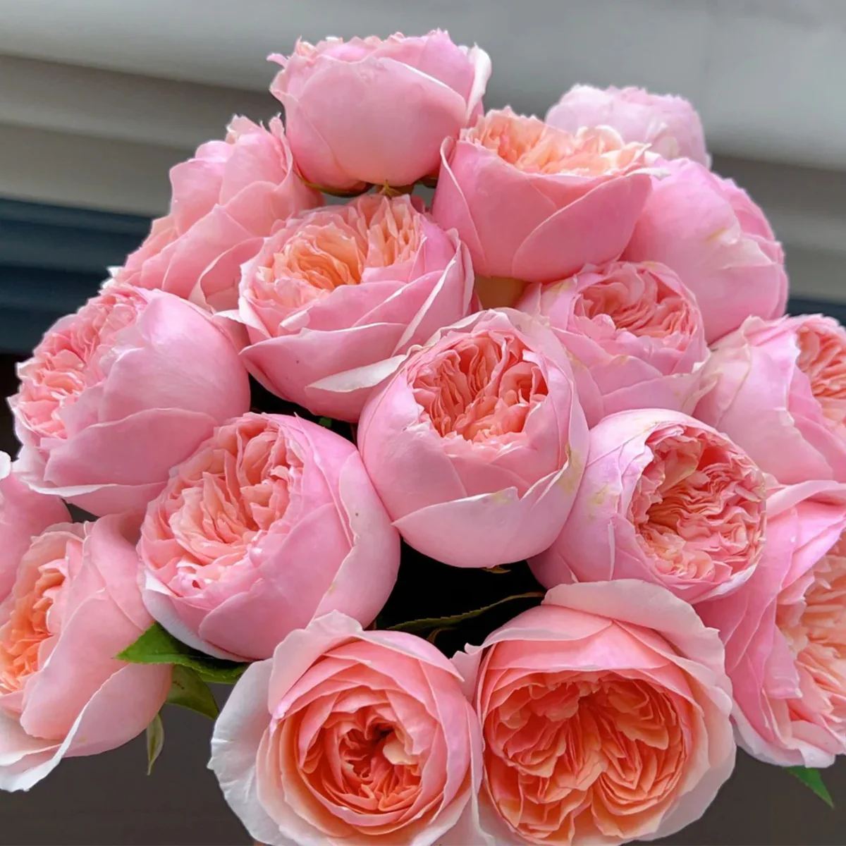 Romeo | Chinese Florist Shrub Rose | Cupped shape | Rare find | Pink version of AUSjameson