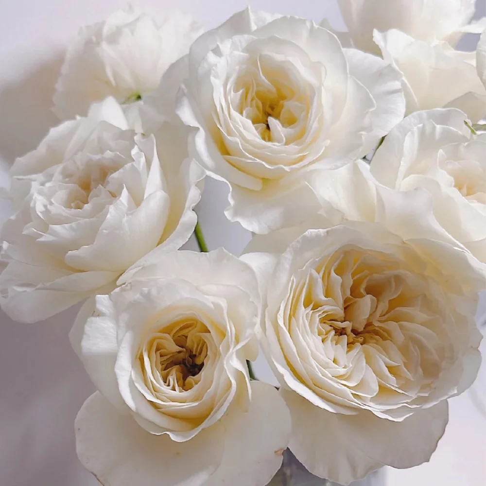 Royal Park | Netherlands Florist Shrub Rose | Cream-pink cup blooms | Long vase life | Own root