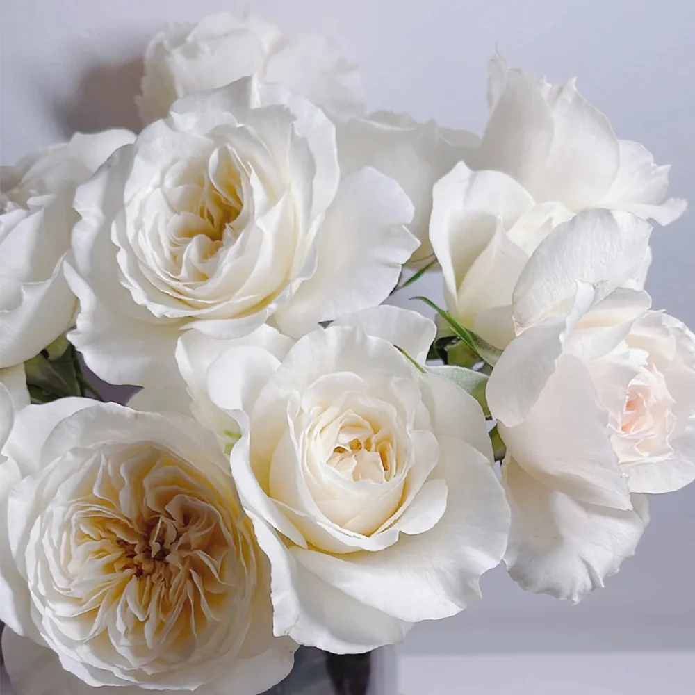 Royal Park | Netherlands Florist Shrub Rose | Cream-pink cup blooms | Long vase life | Own root