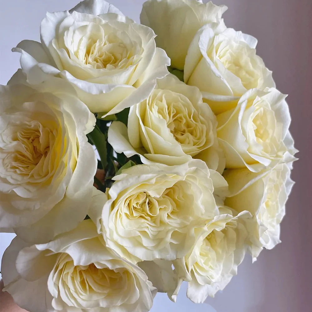Royal Park | Netherlands Florist Shrub Rose | Cream-pink cup blooms | Long vase life | Own root