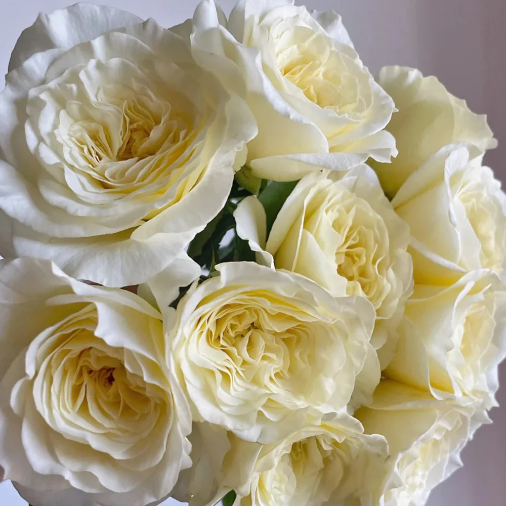 Royal Park | Netherlands Florist Shrub Rose | Cream-pink cup blooms | Long vase life | Own root