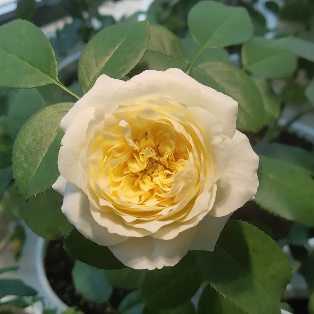 Royal Park | Netherlands Florist Shrub Rose | Cream-pink cup blooms | Long vase life | Own root