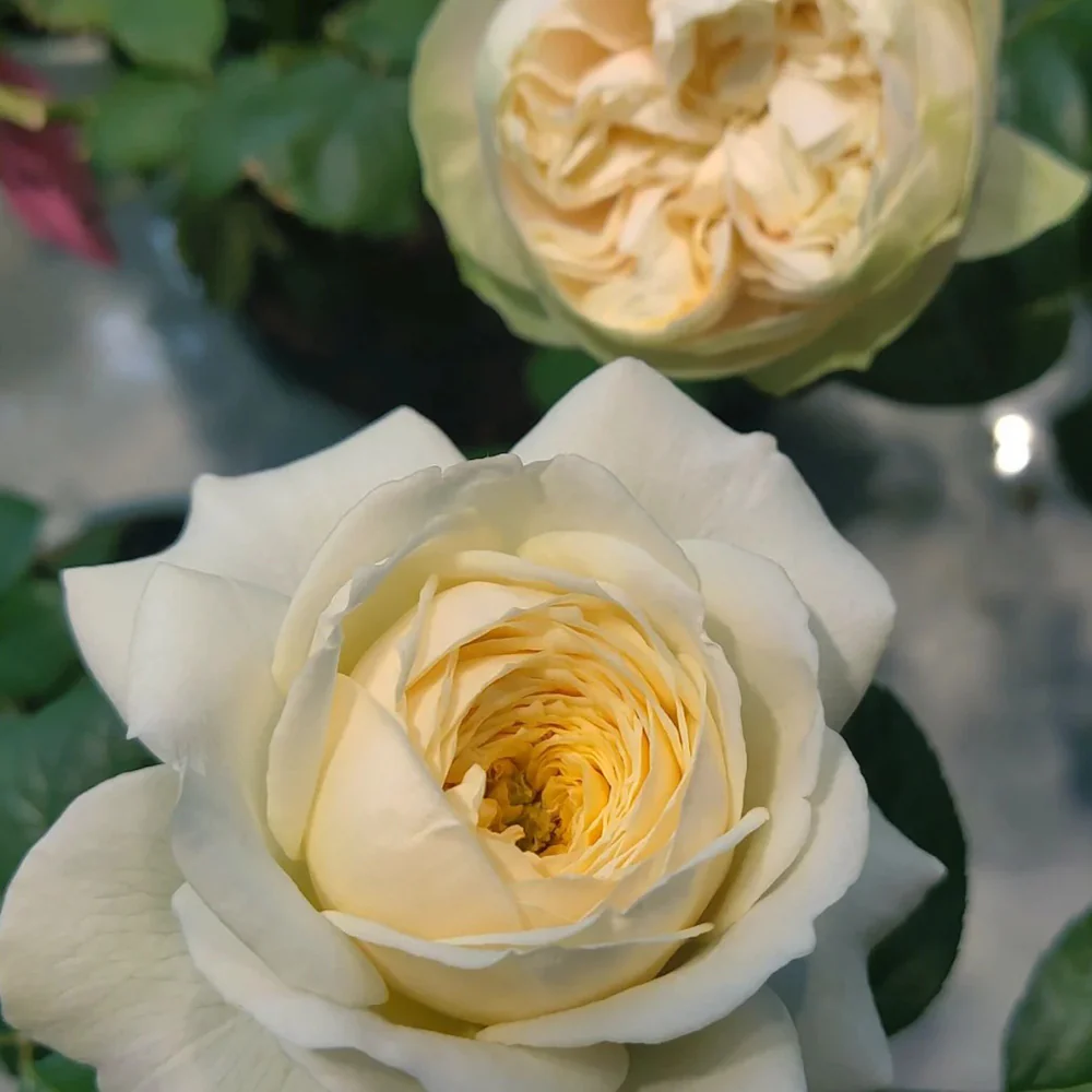 Royal Park | Netherlands Florist Shrub Rose | Cream-pink cup blooms | Long vase life | Own root