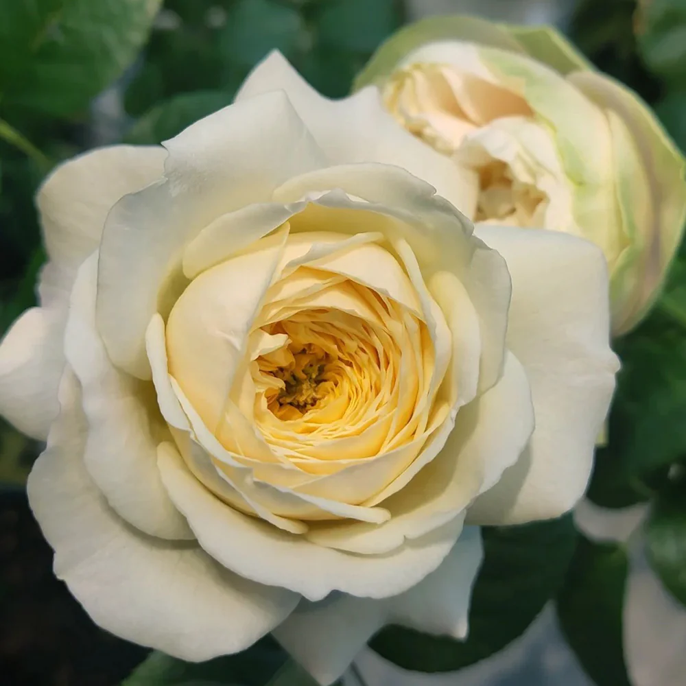 Royal Park | Netherlands Florist Shrub Rose | Cream-pink cup blooms | Long vase life | Own root