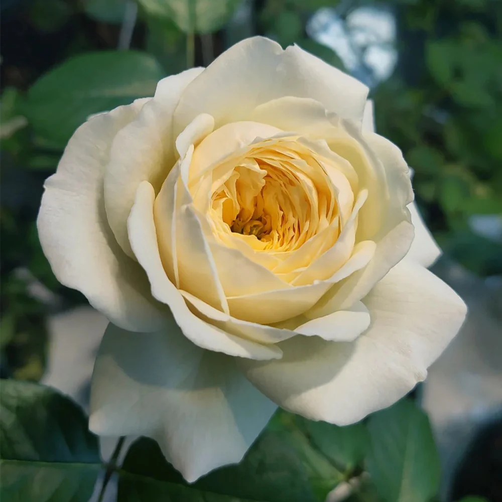 Royal Park | Netherlands Florist Shrub Rose | Cream-pink cup blooms | Long vase life | Own root