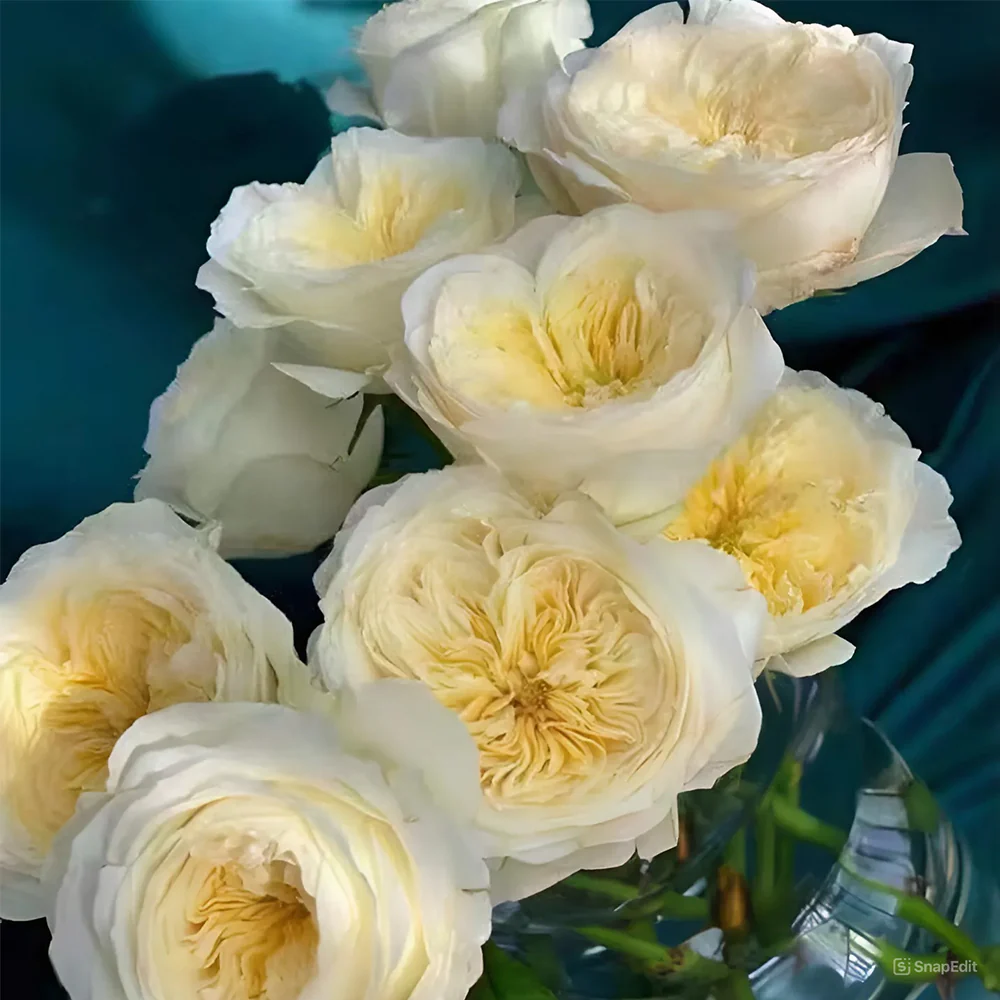 Royal Park | Netherlands Florist Shrub Rose | Cream-pink cup blooms | Long vase life | Own root