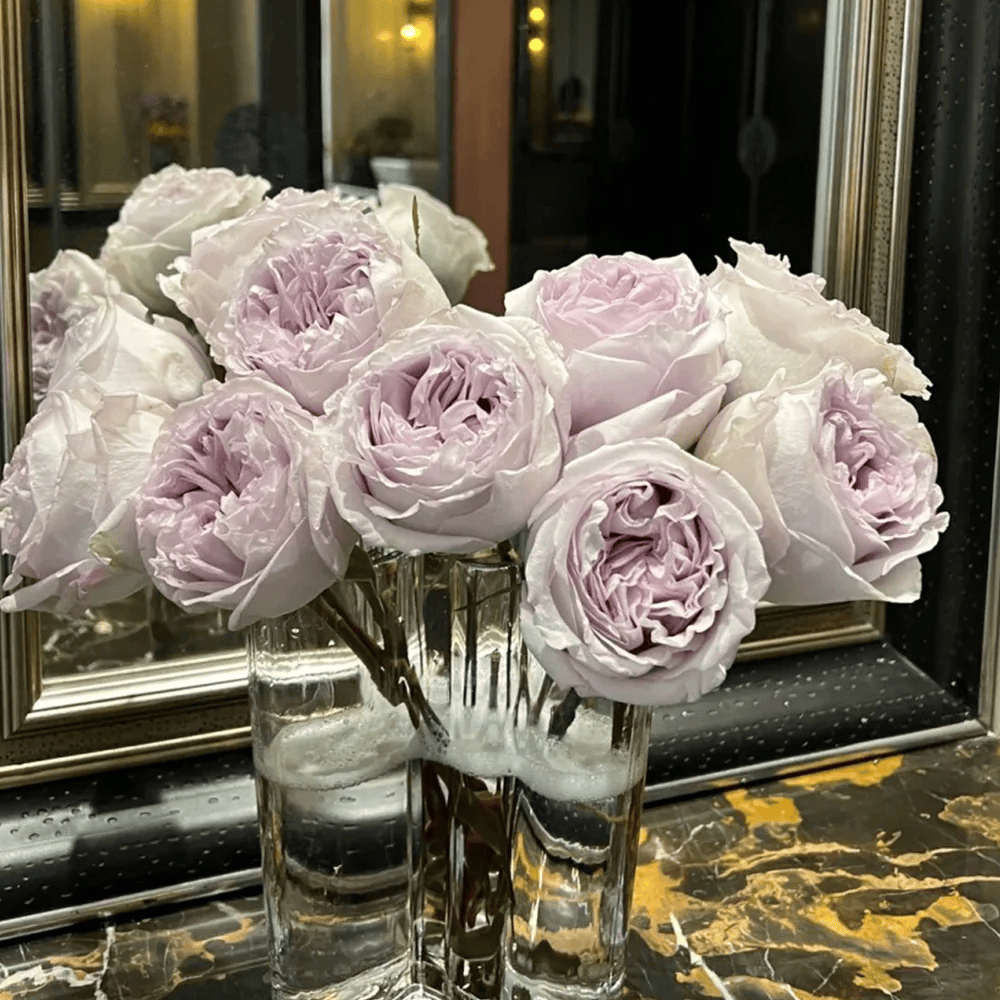 Shades of Grey | Netherlands Florist Shrub Rose | Gray-purple cup blooms | Unique modern palette | Own root