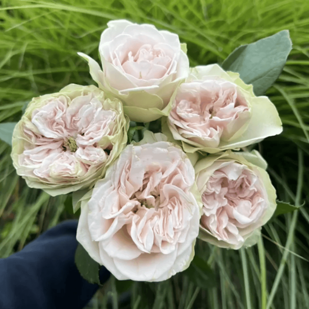 Shades of Grey | Netherlands Florist Shrub Rose | Gray-purple cup blooms | Unique modern palette | Own root