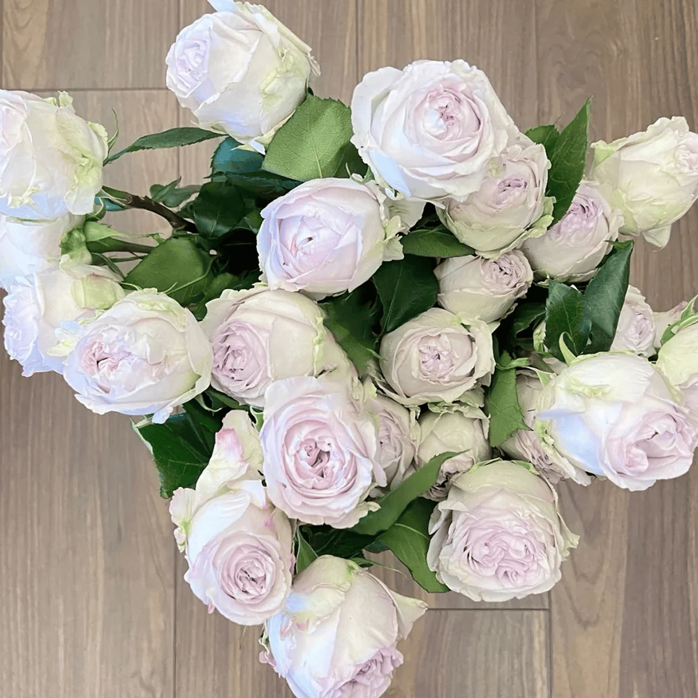 Shades of Grey | Netherlands Florist Shrub Rose | Gray-purple cup blooms | Unique modern palette | Own root