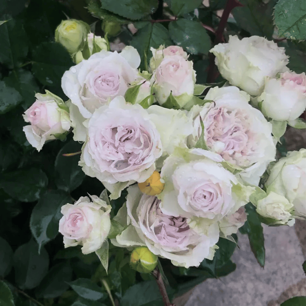 Shades of Grey | Netherlands Florist Shrub Rose | Gray-purple cup blooms | Unique modern palette | Own root