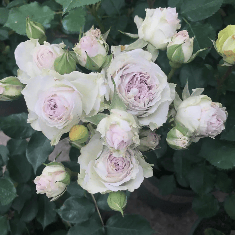 Shades of Grey | Netherlands Florist Shrub Rose | Gray-purple cup blooms | Unique modern palette | Own root