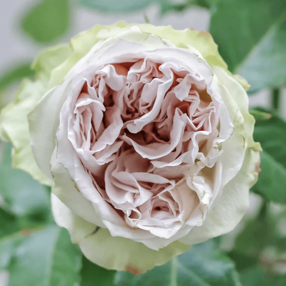 Shades of Grey | Netherlands Florist Shrub Rose | Gray-purple cup blooms | Unique modern palette | Own root