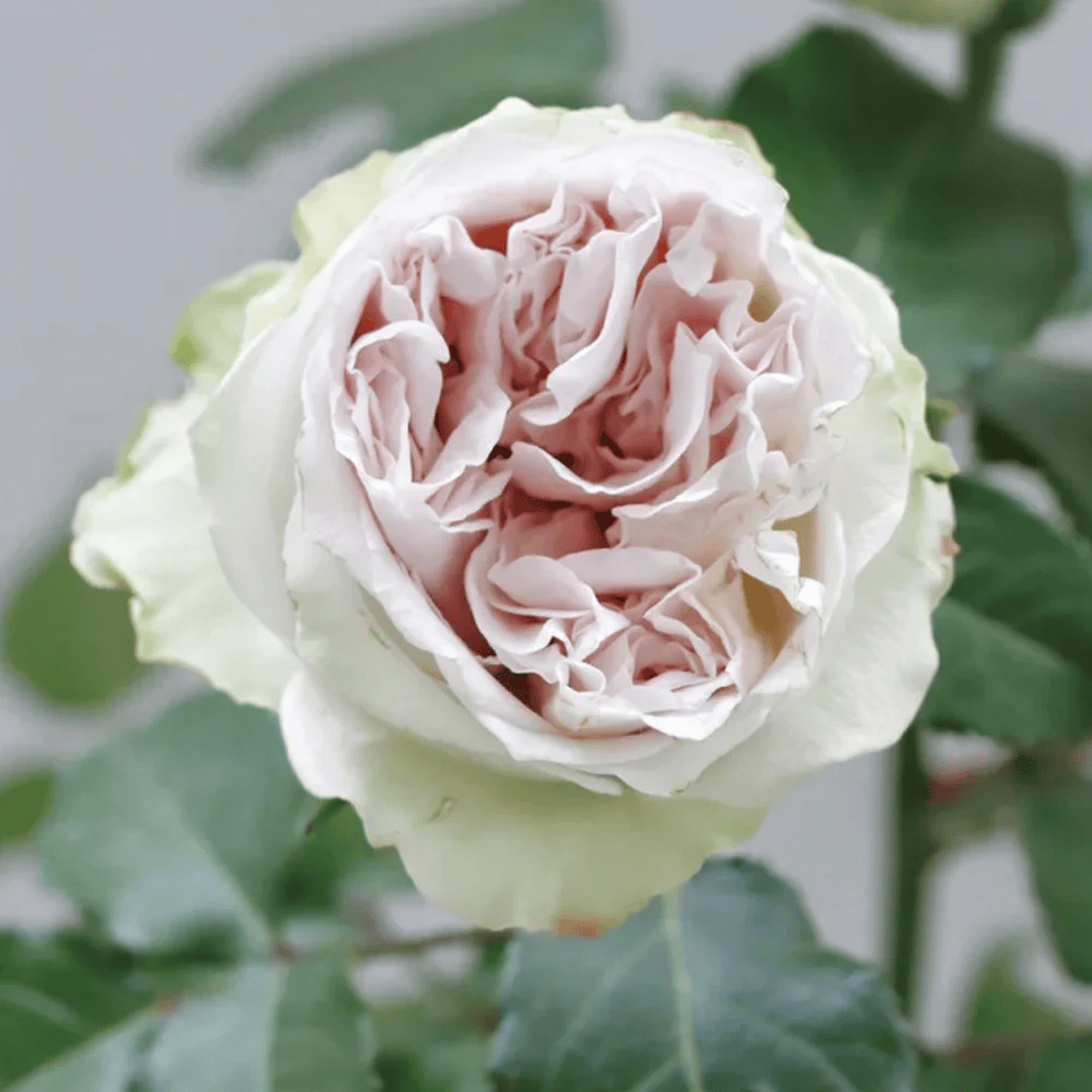 Shades of Grey | Netherlands Florist Shrub Rose | Gray-purple cup blooms | Unique modern palette | Own root