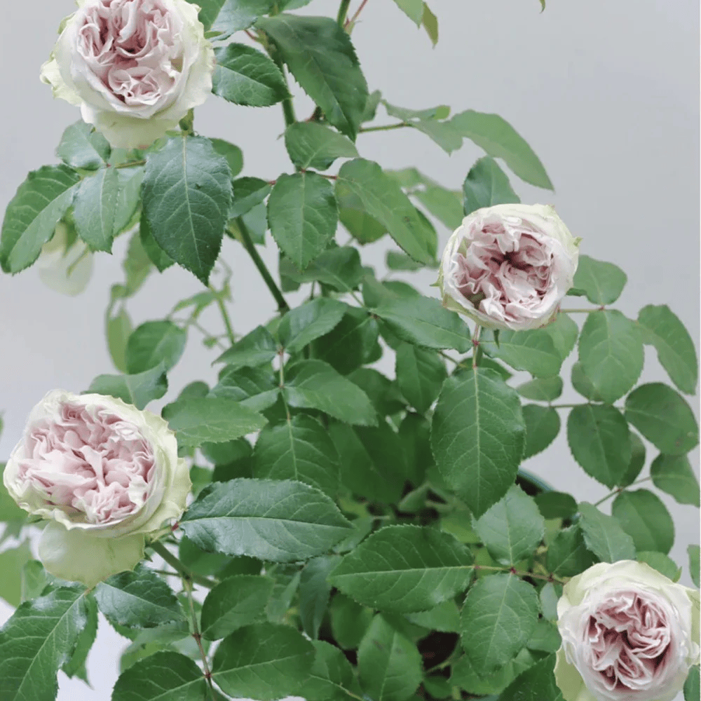 Shades of Grey | Netherlands Florist Shrub Rose | Gray-purple cup blooms | Unique modern palette | Own root