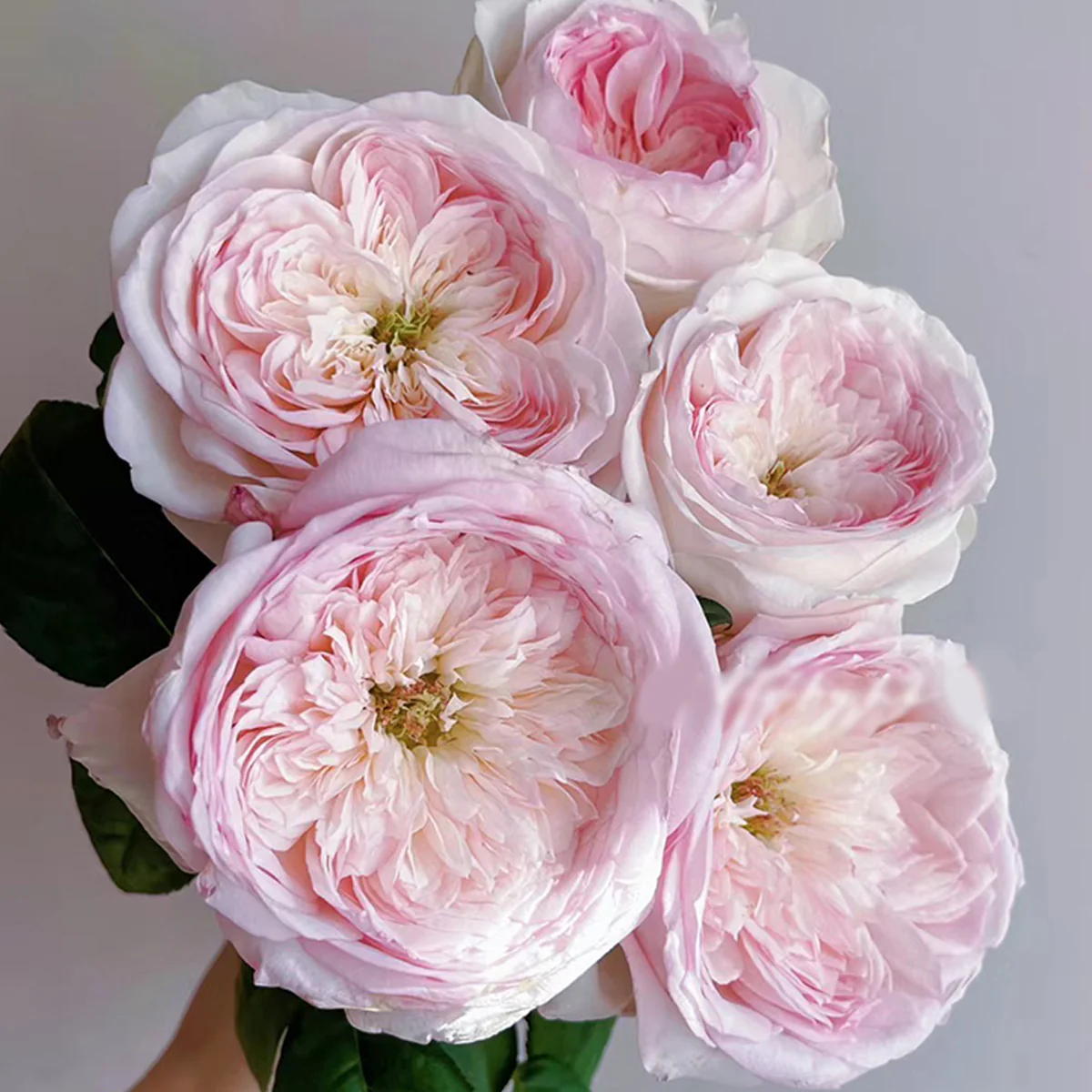 Special Bride | Netherlands Florist Shrub Rose | Pink-white cup blooms | Large blossoms | Own root