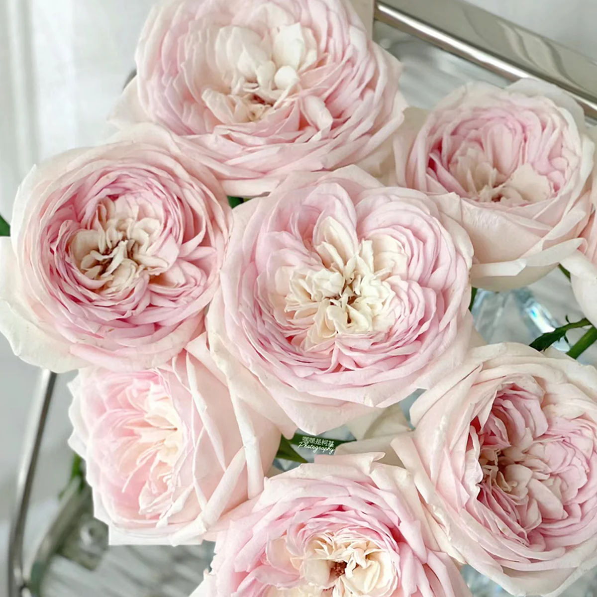 Special Bride | Netherlands Florist Shrub Rose | Pink-white cup blooms | Large blossoms | Own root
