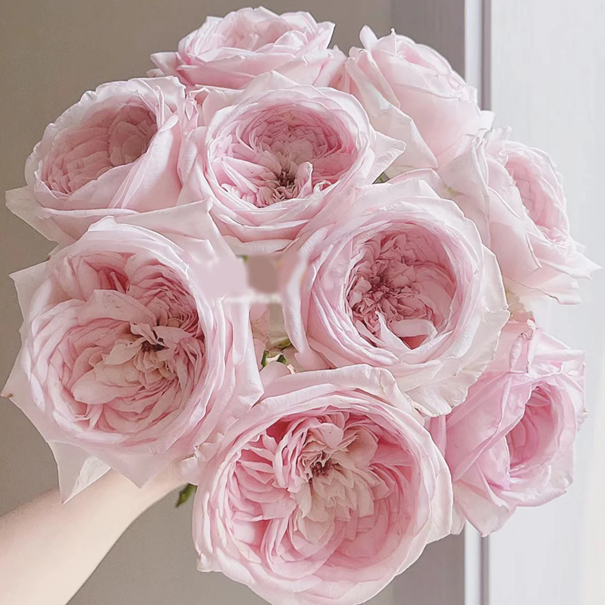 Special Bride | Netherlands Florist Shrub Rose | Pink-white cup blooms | Large blossoms | Own root