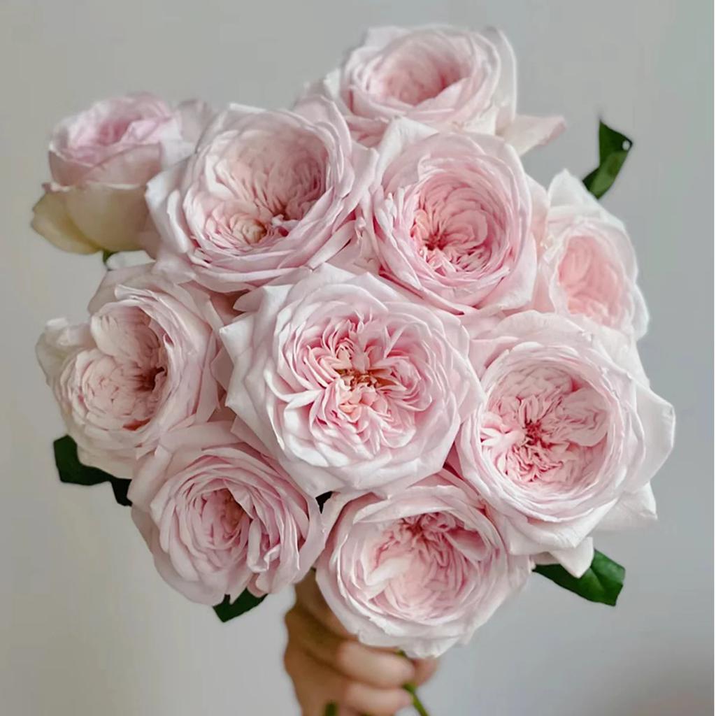 Special Bride | Netherlands Florist Shrub Rose | Pink-white cup blooms | Large blossoms | Own root