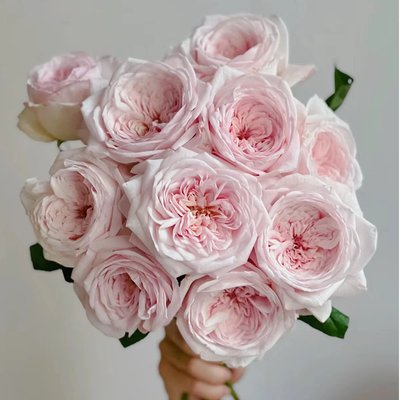 Special Bride | Netherlands Florist Shrub Rose | Pink-white cup blooms | Large blossoms | Own root