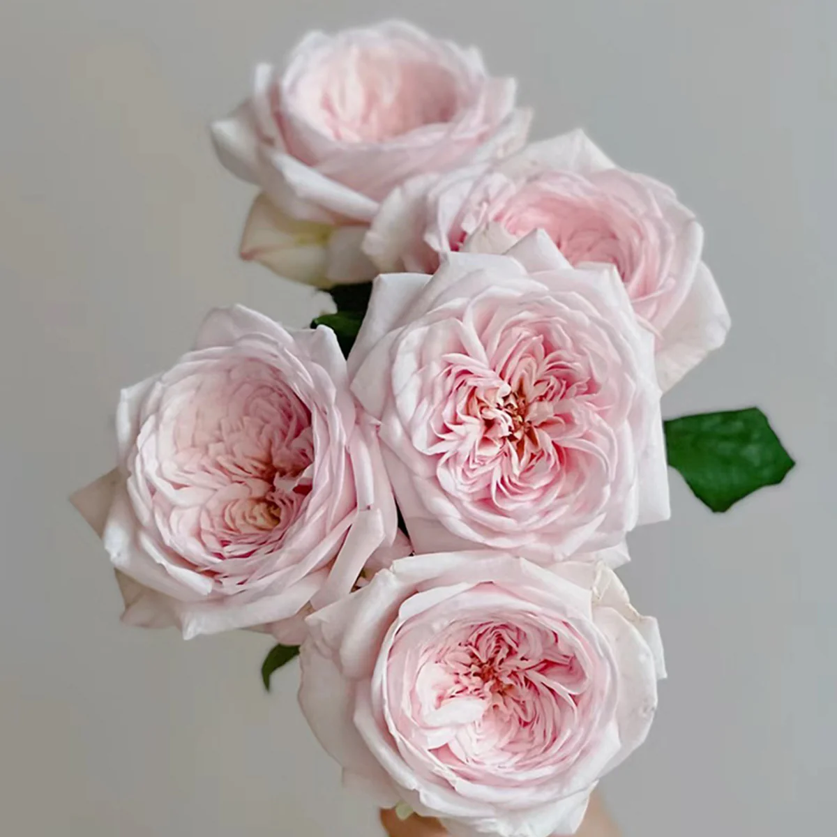 Special Bride | Netherlands Florist Shrub Rose | Pink-white cup blooms | Large blossoms | Own root