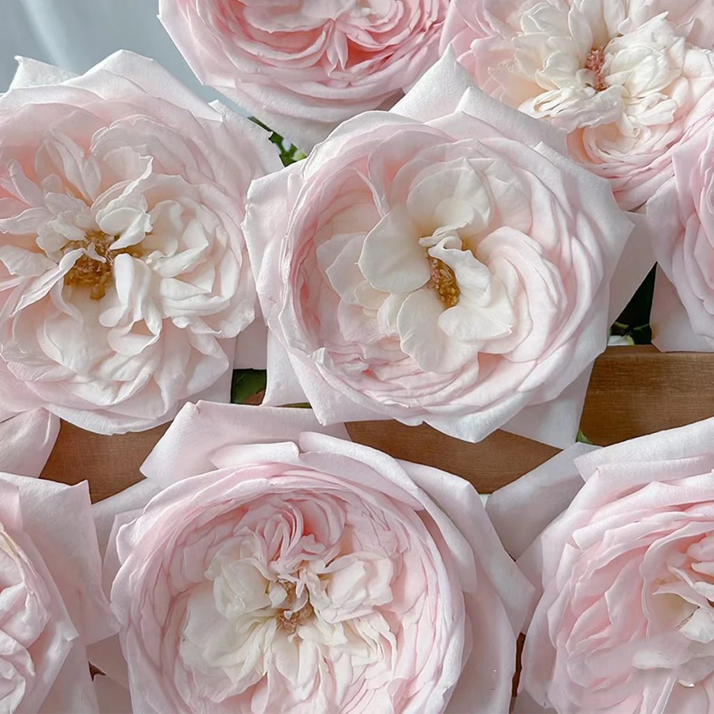Special Bride | Netherlands Florist Shrub Rose | Pink-white cup blooms | Large blossoms | Own root